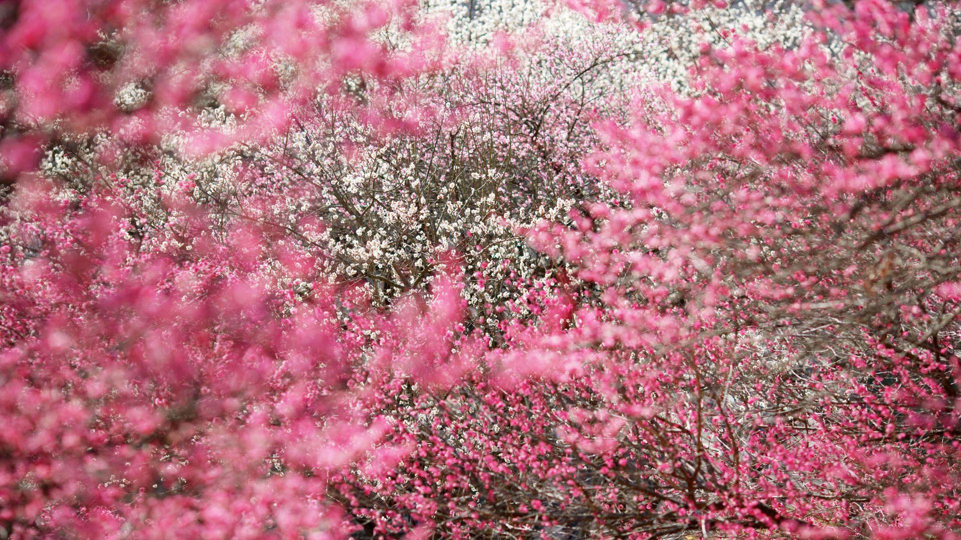 1920x1080 Free download Flower Fall Wallpaper HD Wallpaper [1920x1080]