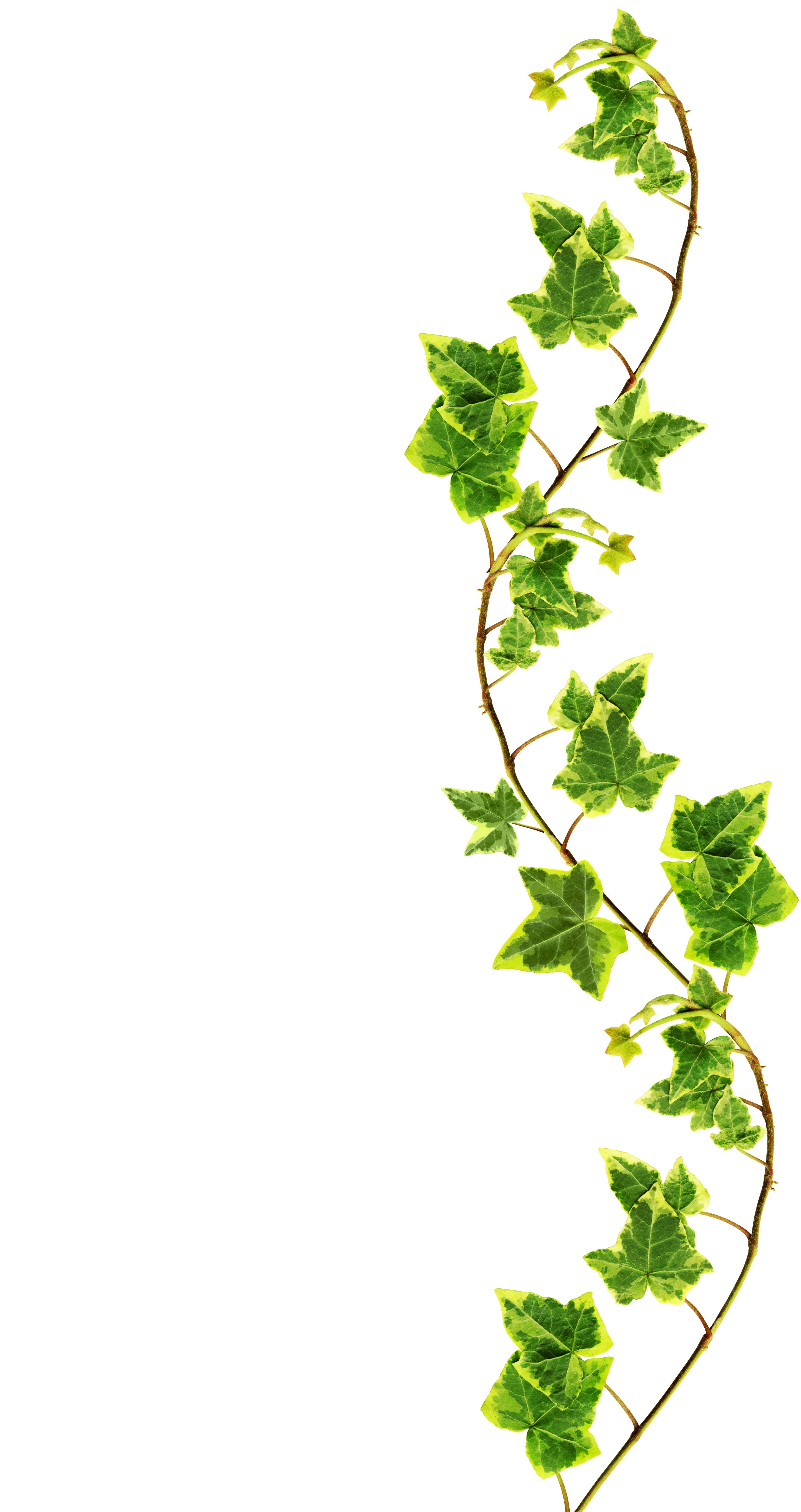 Ivy Wallpapers - Top Free Ivy Backgrounds - WallpaperAccess