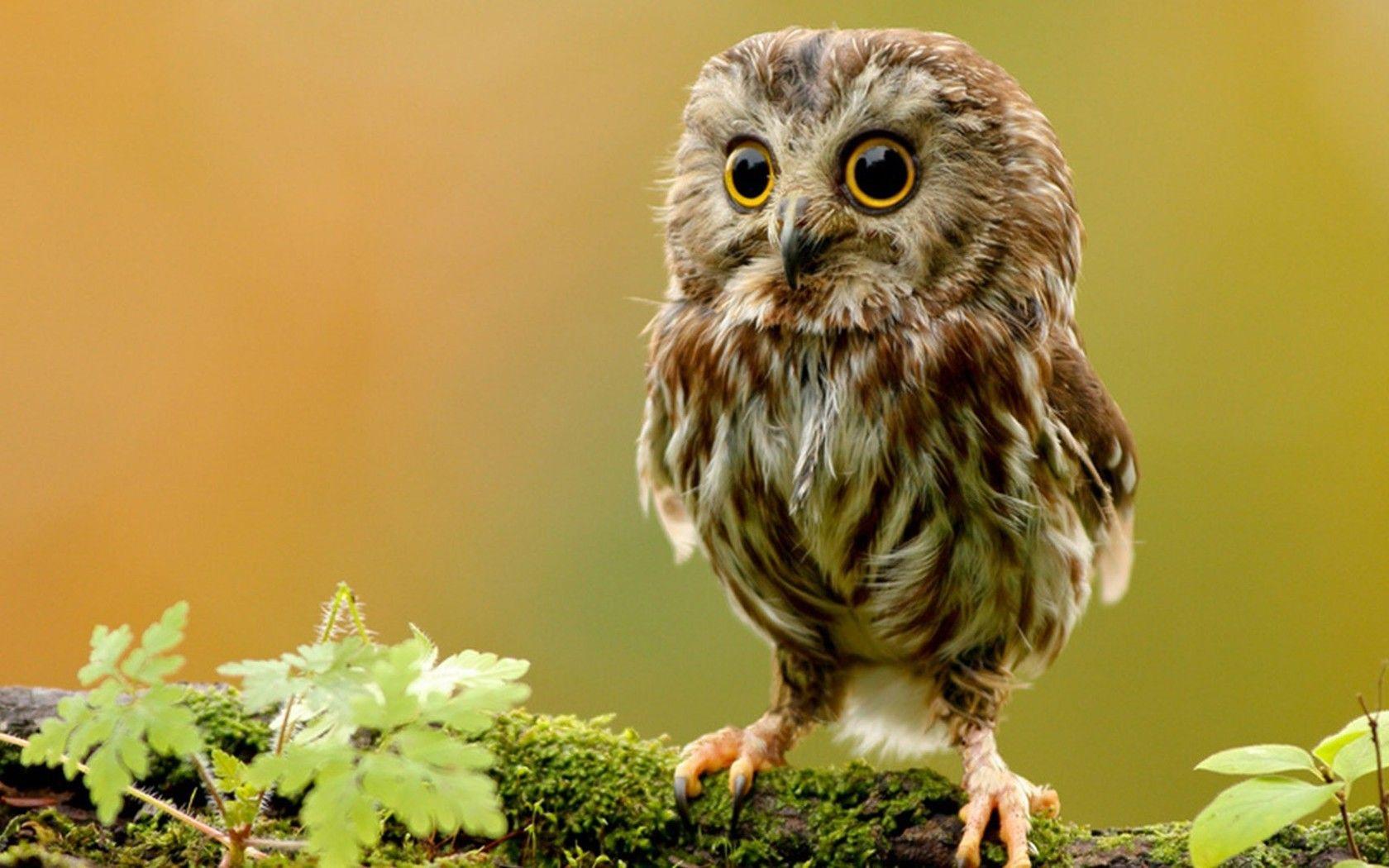 1680x1050 Baby Owl Wallpaper