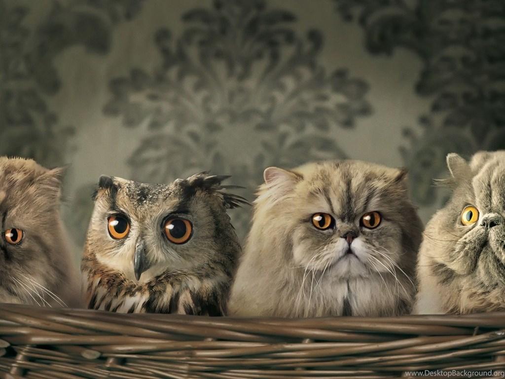 1024x768 Cute Baby Owl Wallpaper