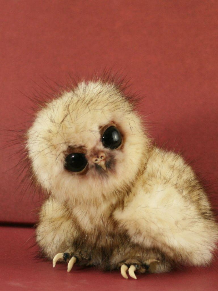 768x1024 Free download cute baby owls cute owls cute baby owls cute baby