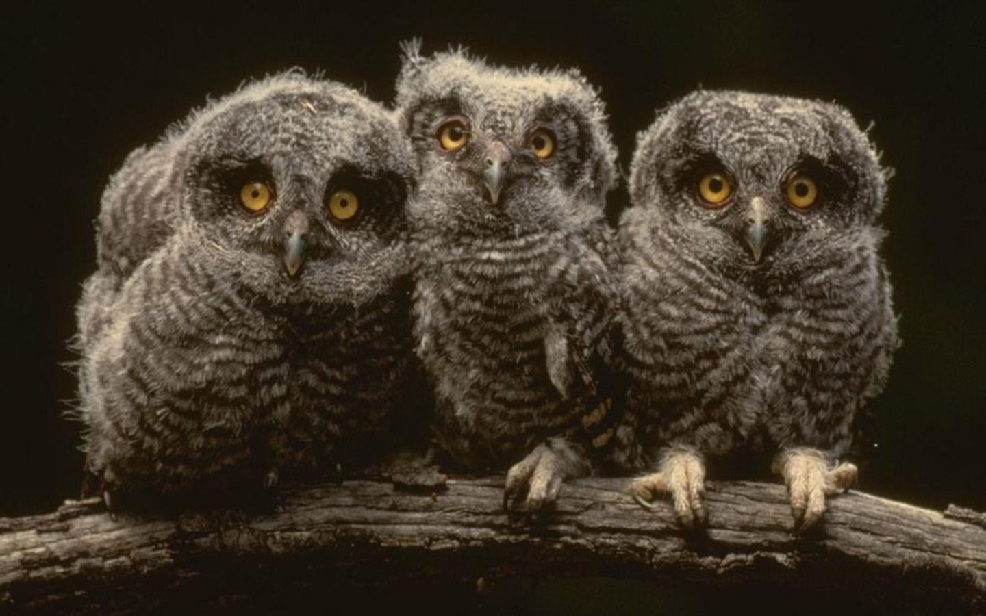 1440x900 Free download Owls Wallpaper photo and wallpaper All Young Owls Wallpaper picture [1440x900] for your Desktop, Mobile & Tablet. Explore Baby Owl Wallpaper. Cute Owl Desktop Wallpaper, Cute Baby