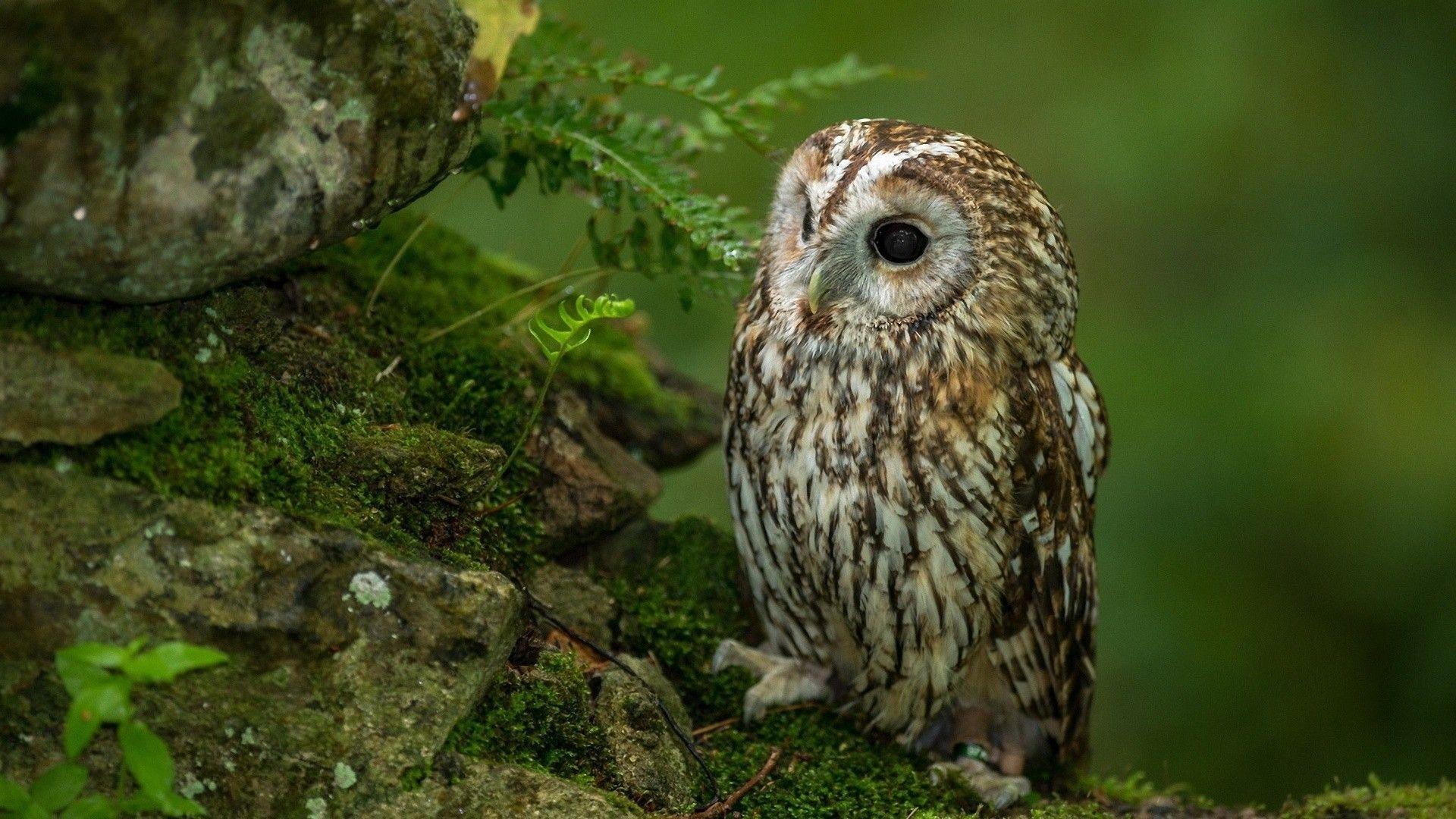 1920x1080 Wallpaper Owls