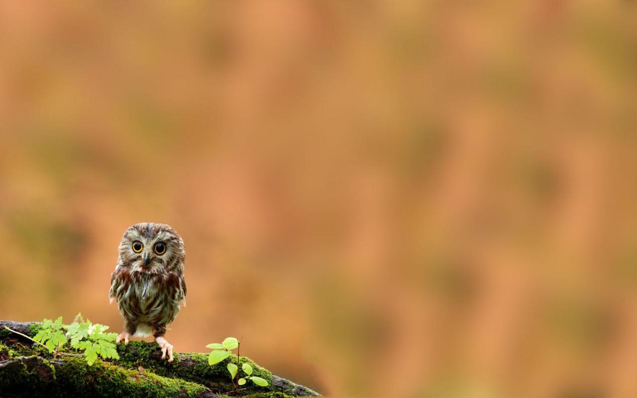 1280x800 Cute Baby Owl Wallpaper 1280x800 px