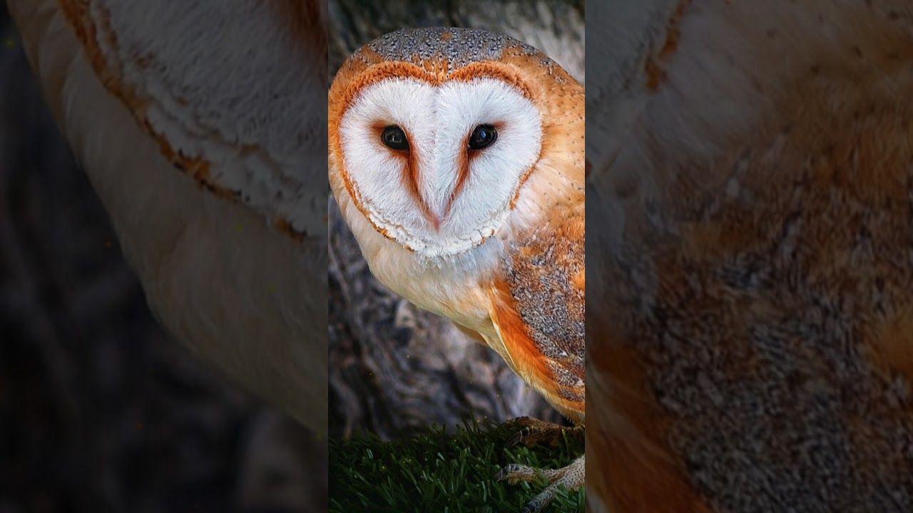 1280x720 owl live wallpaper. free live owl wallpaper. baby owl cute