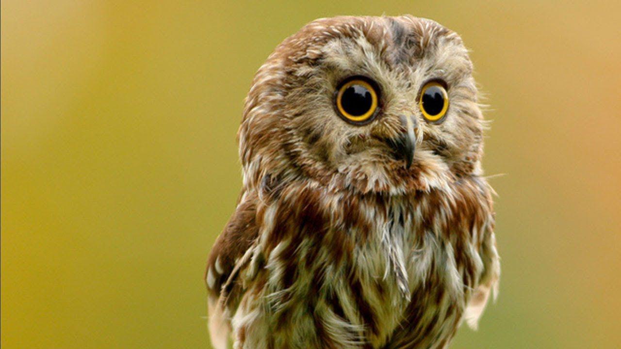 1280x720 MY CUTE BABY OWLS