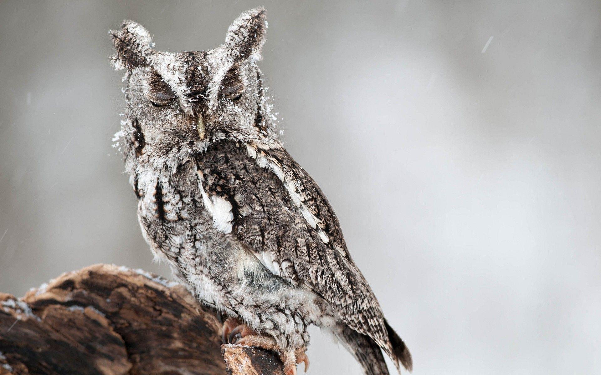 1920x1200 Cute Baby Owl in Winter HD Wallpaper. Background Image