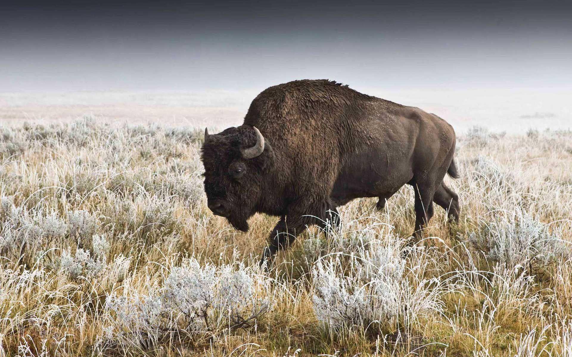 1920x1200 Buffalo Wallpaperbuffalo In The Desert Wallpaper Hd Widescreen