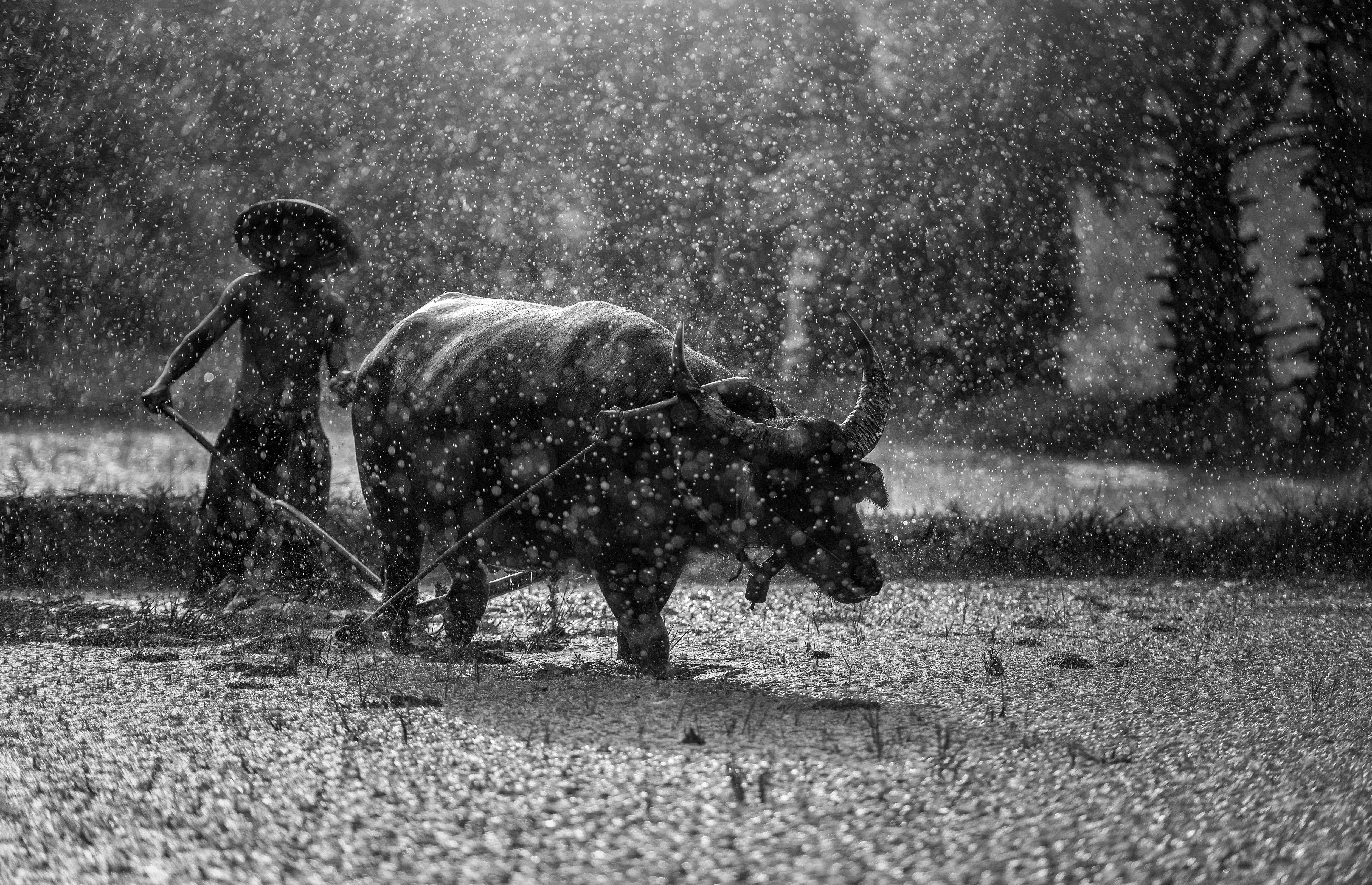 5000x3224 Free Photo: Horse On Field And White, Buffalo, Countryside