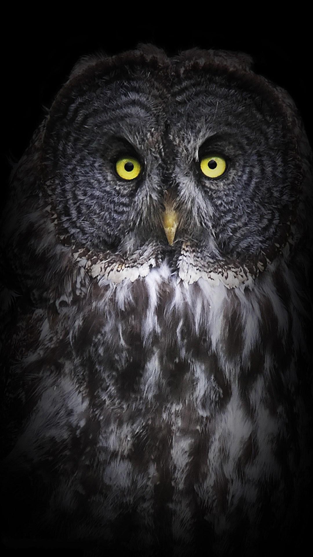 1080x1920 *Owl Wallpaper background. Owl