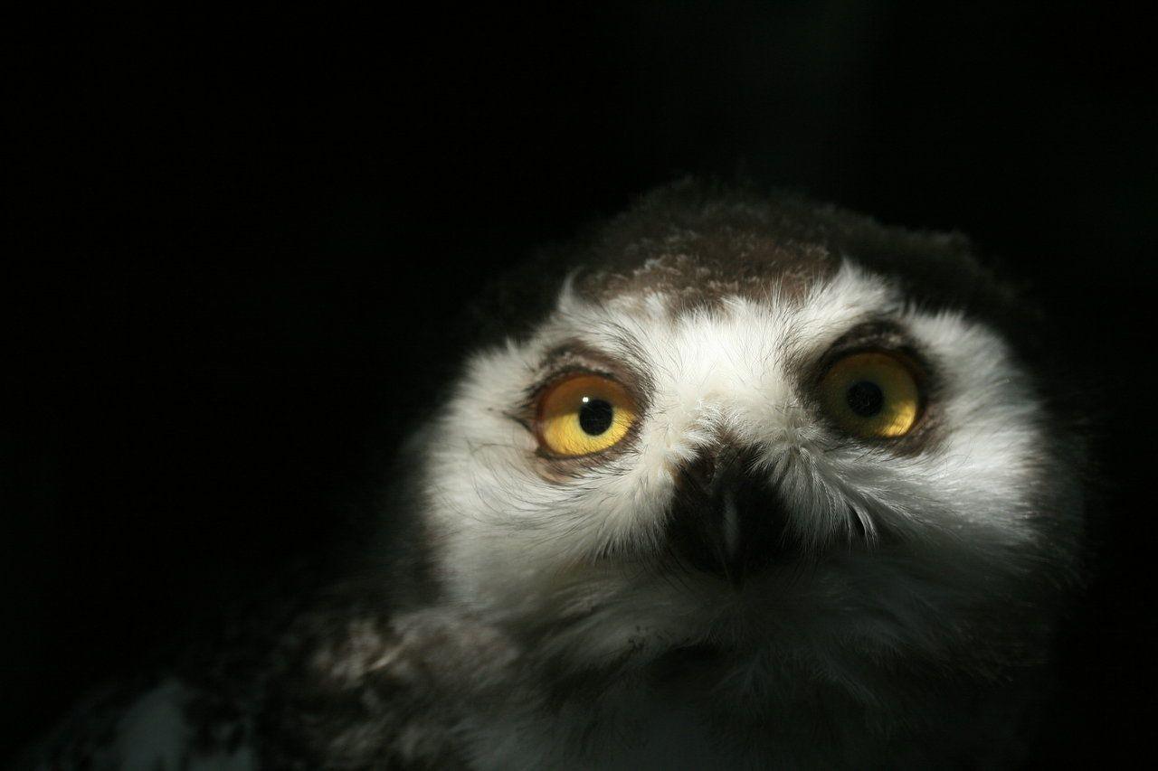 1280x853 Free download Baby Owl Wallpaper Baby owl 1 by james cramp art
