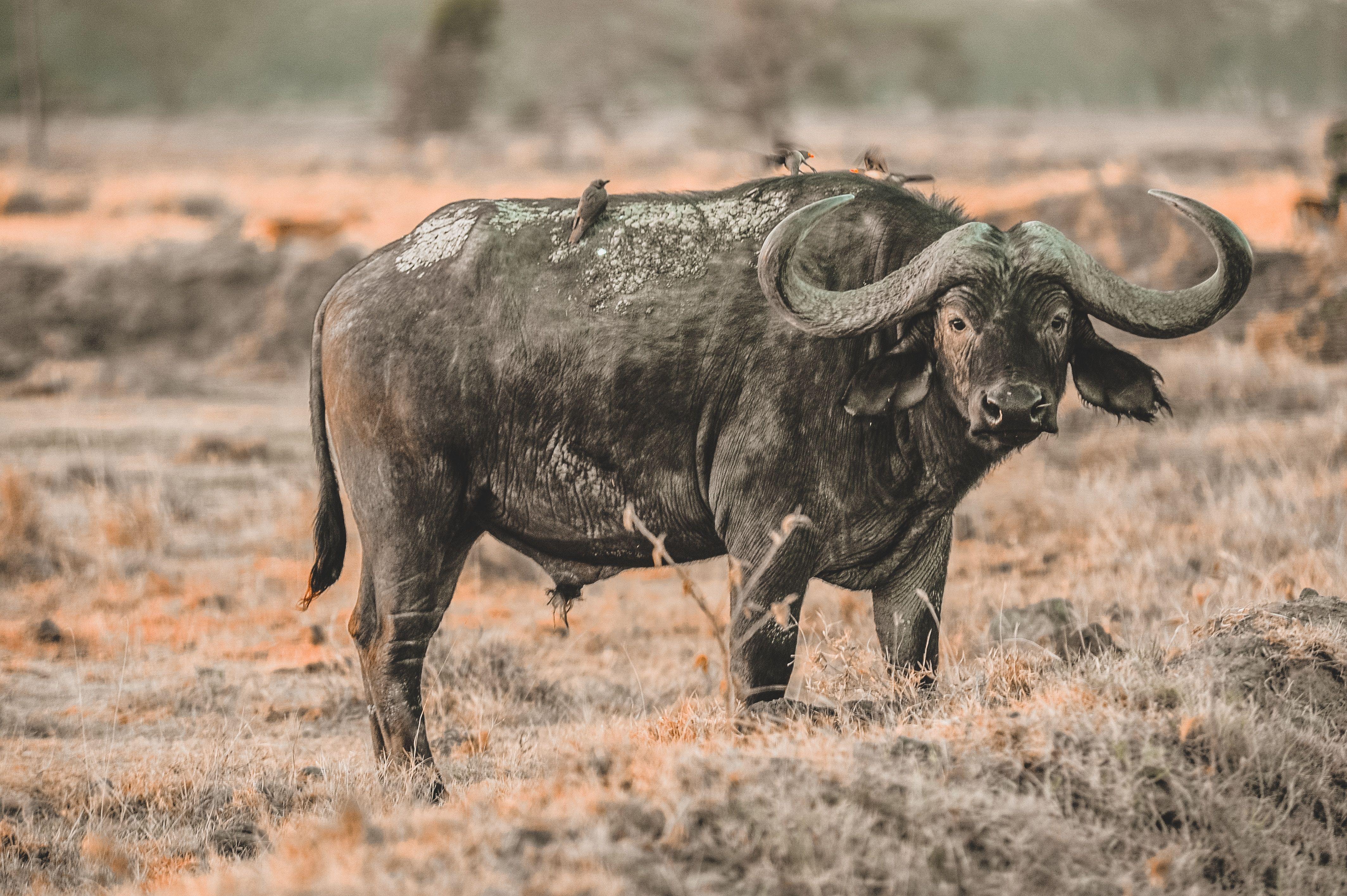 4256x2832 Buffalo Wallpaper FREE Picture