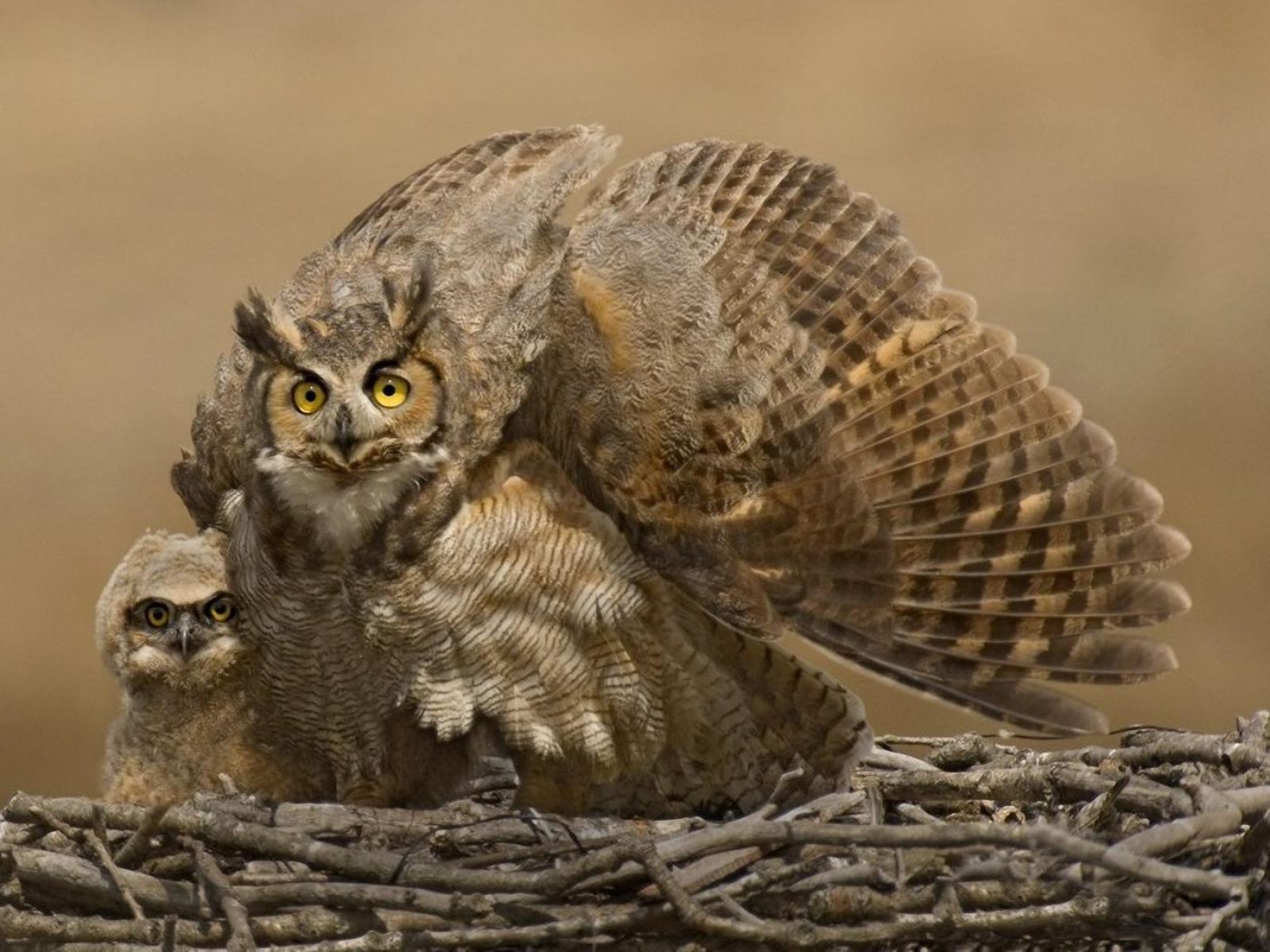 1600x1200 Baby Owl Wallpaper