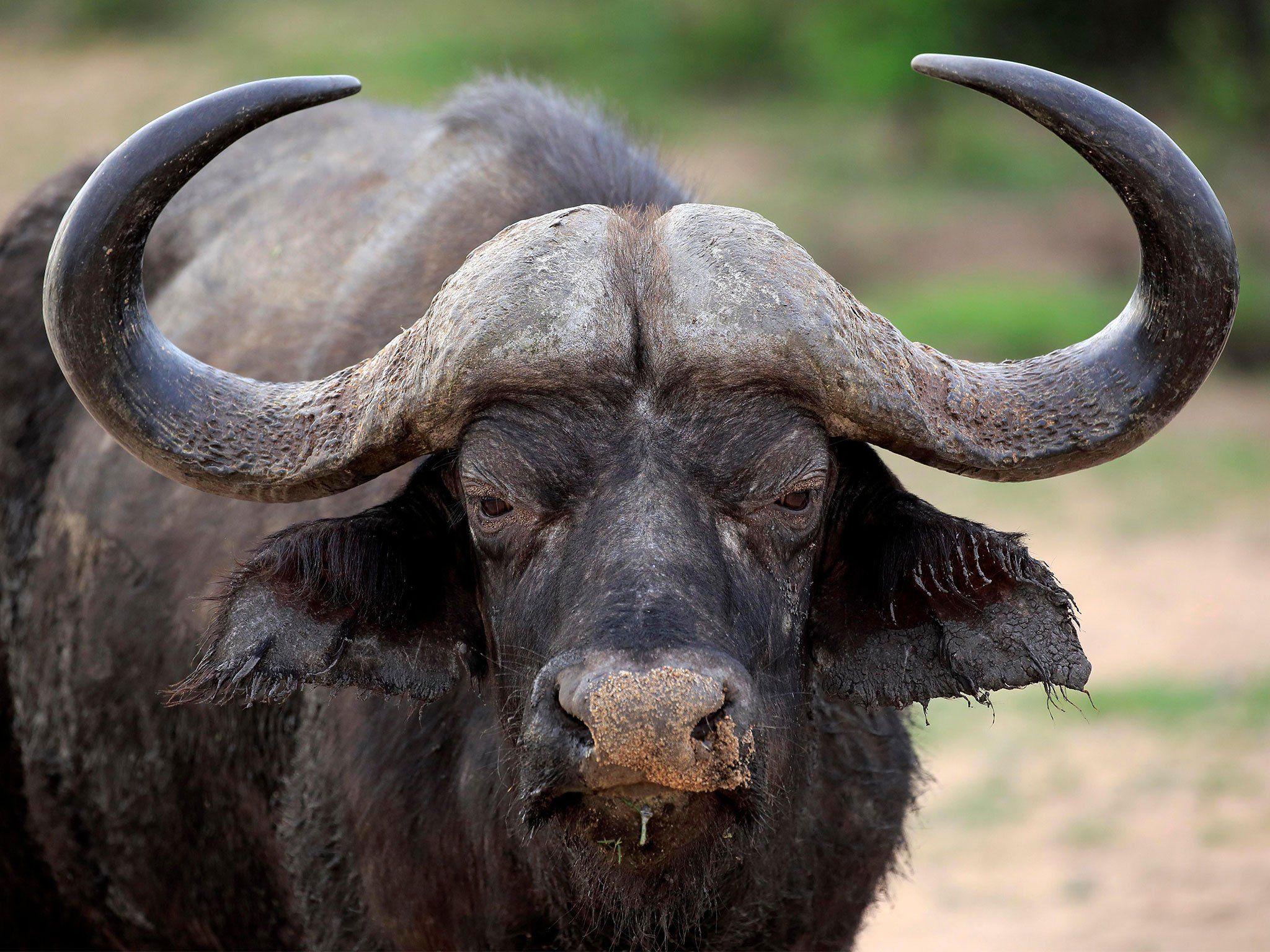 2048x1536 Buffalo Wallpaper FREE Picture