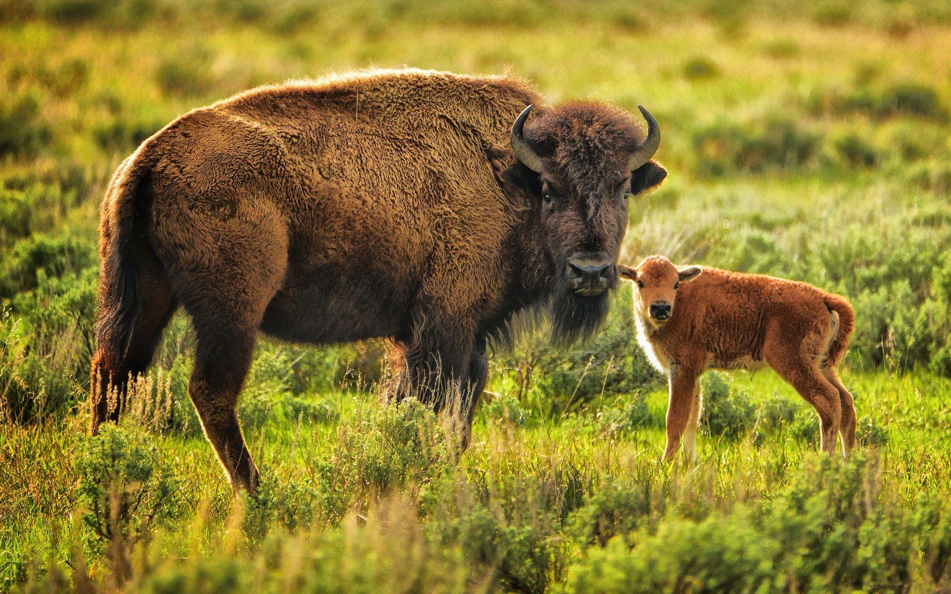 1920x1200 Wallpaper Animal, buffalo, mom and baby 1920x1200 HD Picture, Image