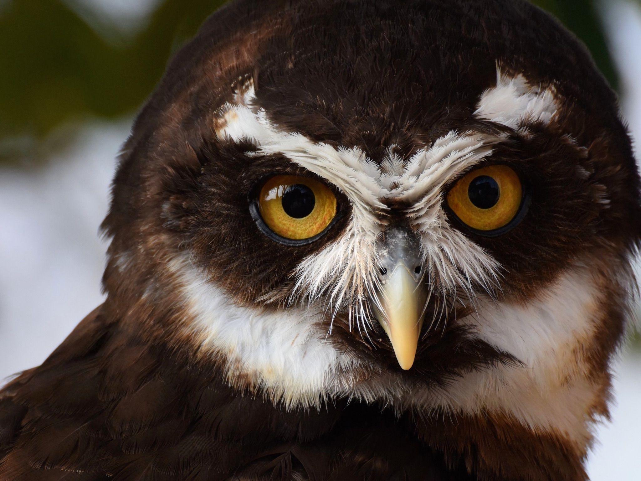 2048x1536 Spectacled Owl Wallpaper. Spectacled Owl