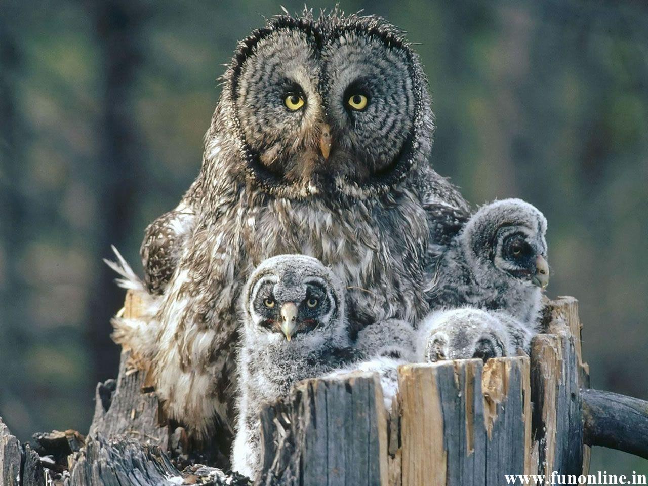 1280x960 Free download Owl Wallpaper White and Grey Owls HD Wallpaper