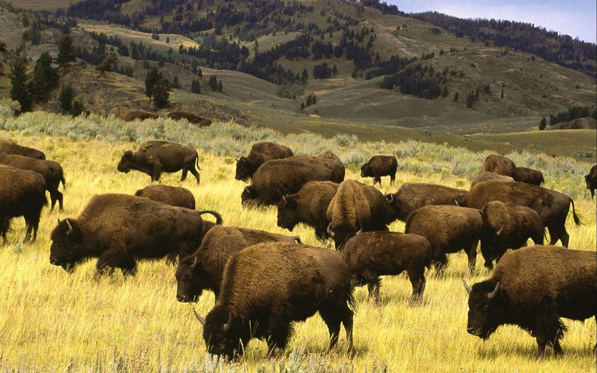 1920x1200 HDQ Beautiful Buffalo Image & Wallpaper (Gallery Image: 44)