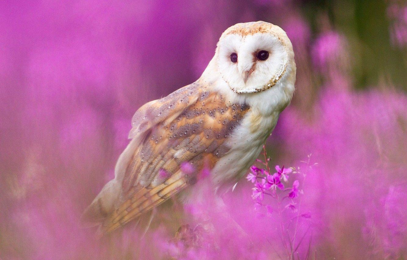 Pink Owl Wallpapers - Top Free Pink Owl ...