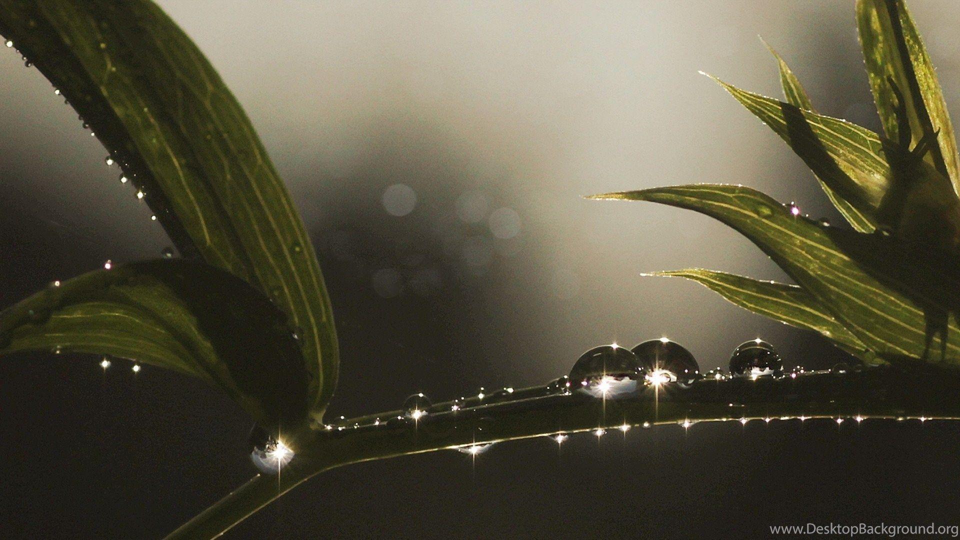1920x1080 Brilliant Drops Of Dew On A Branch Wallpaper And Image