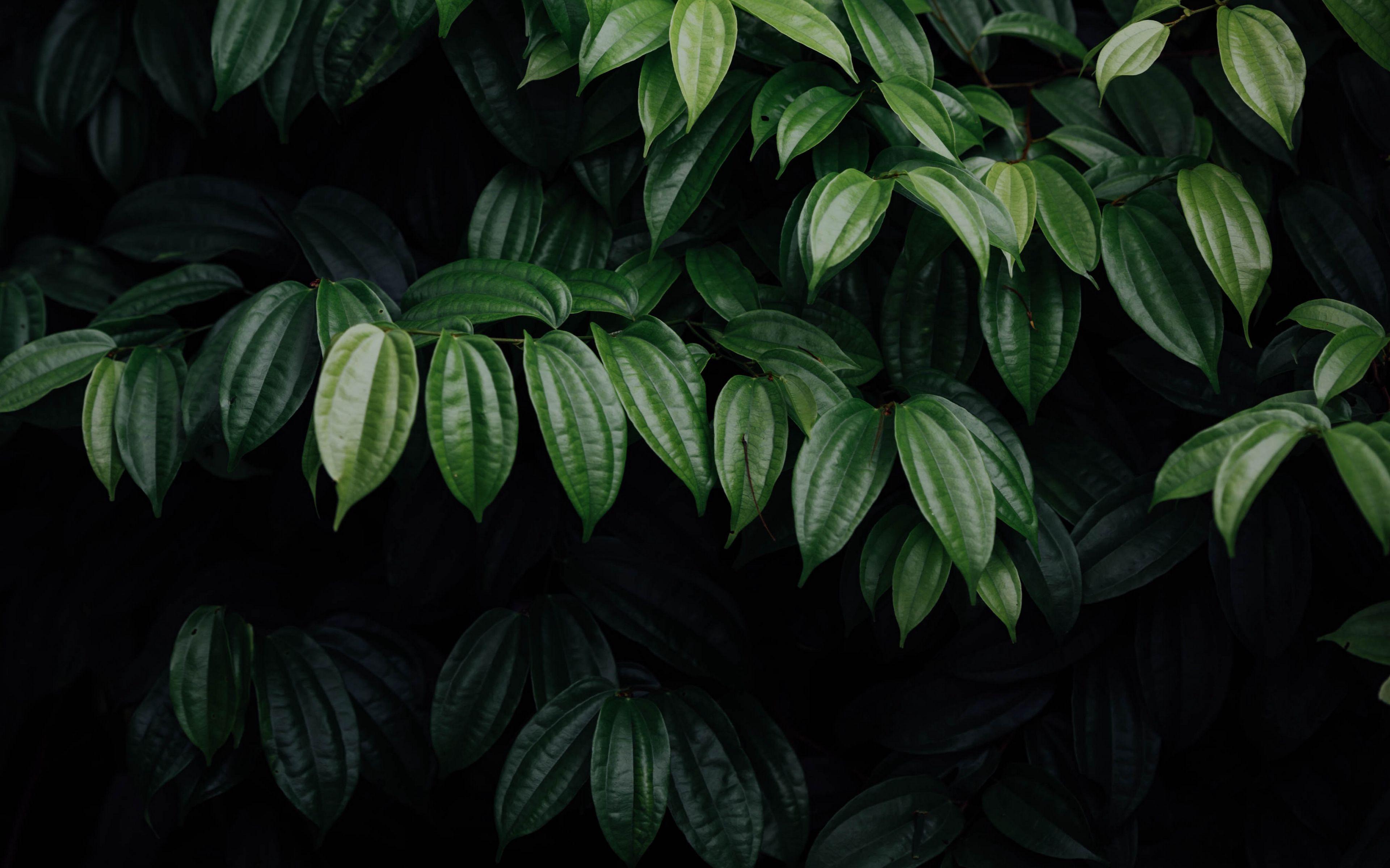 3840x2400 Download wallpaper 3840x2400 leaves, plant, dark, brilliant 4k