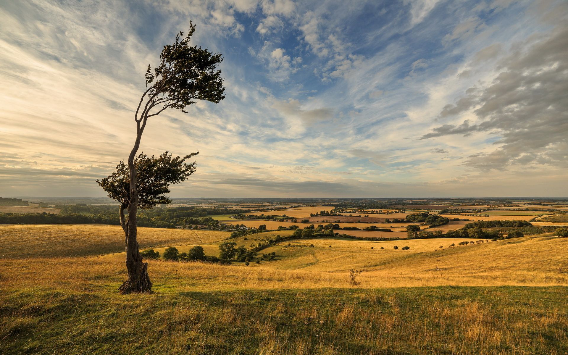 1920x1200 Wallpaper landscape, tree, Windy Day, Dramatic Sky for mobile and desktop, section пейзажи, resolution 1920x1200