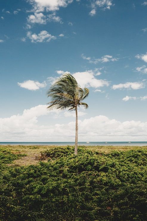 493x740 Windy day Bilder Download auf Freepik