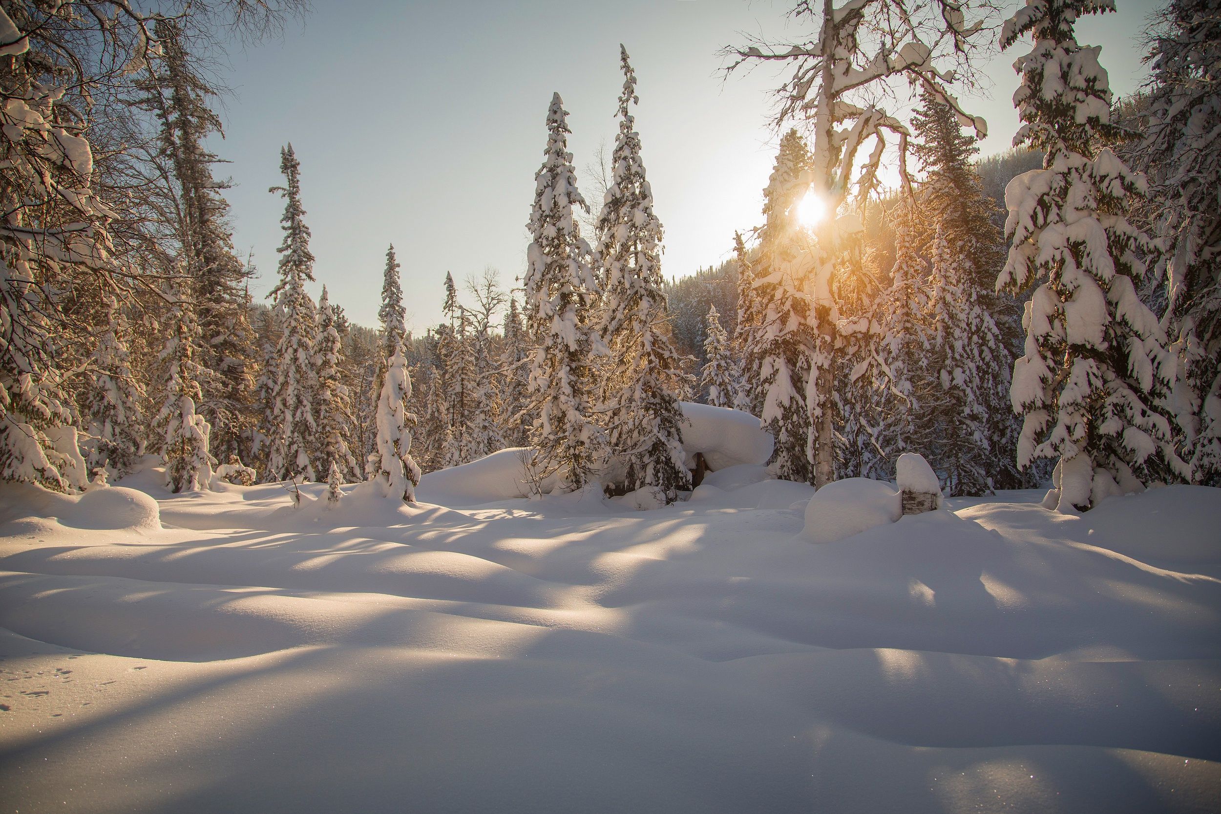 2500x1666 Wallpaper winter, forest, snow, trees, ate, the snow, Russia, taiga for mobile and desktop, section природа, resolution 2500x1666