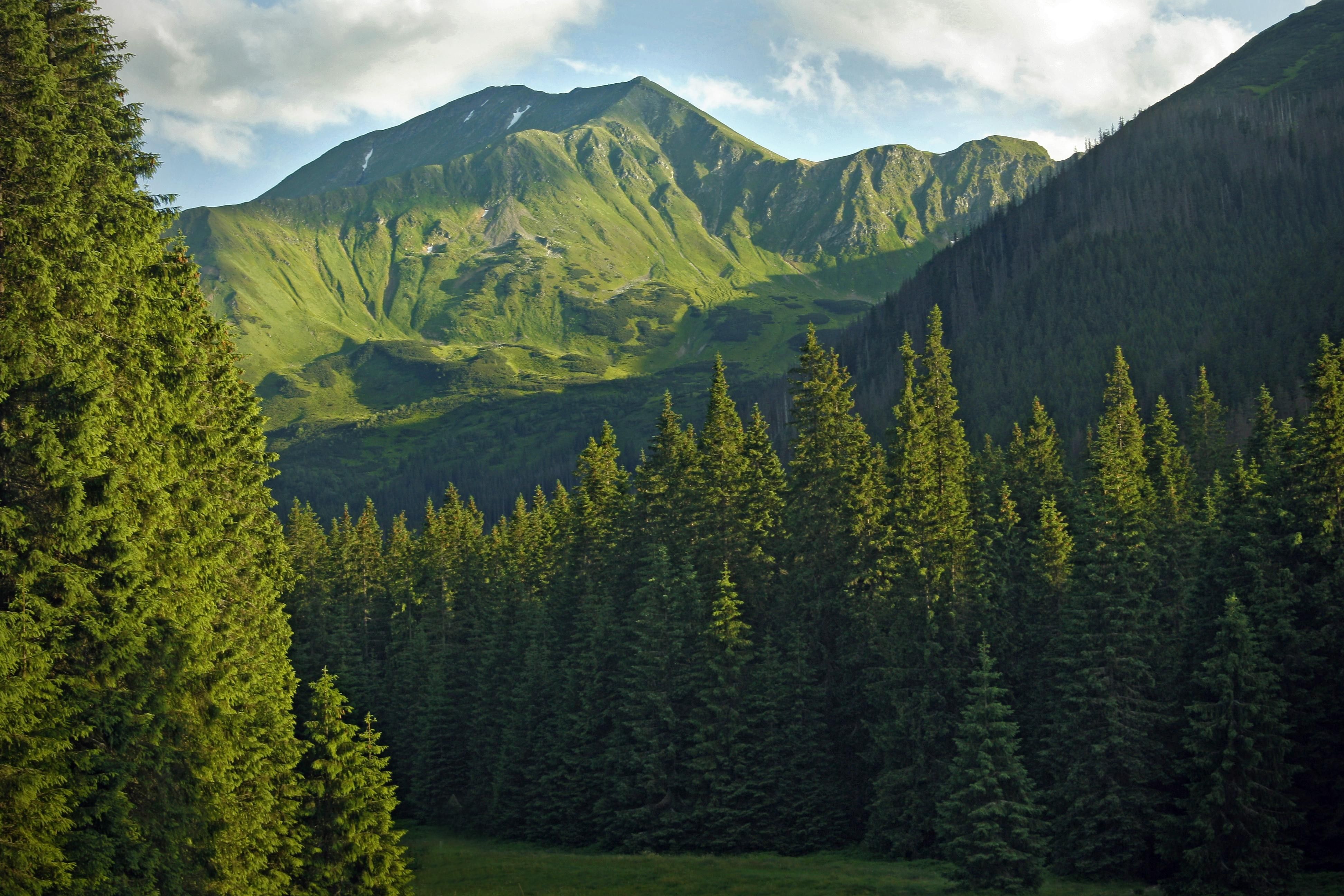 3888x2592 Taiga Wallpaper Free High Quality Background