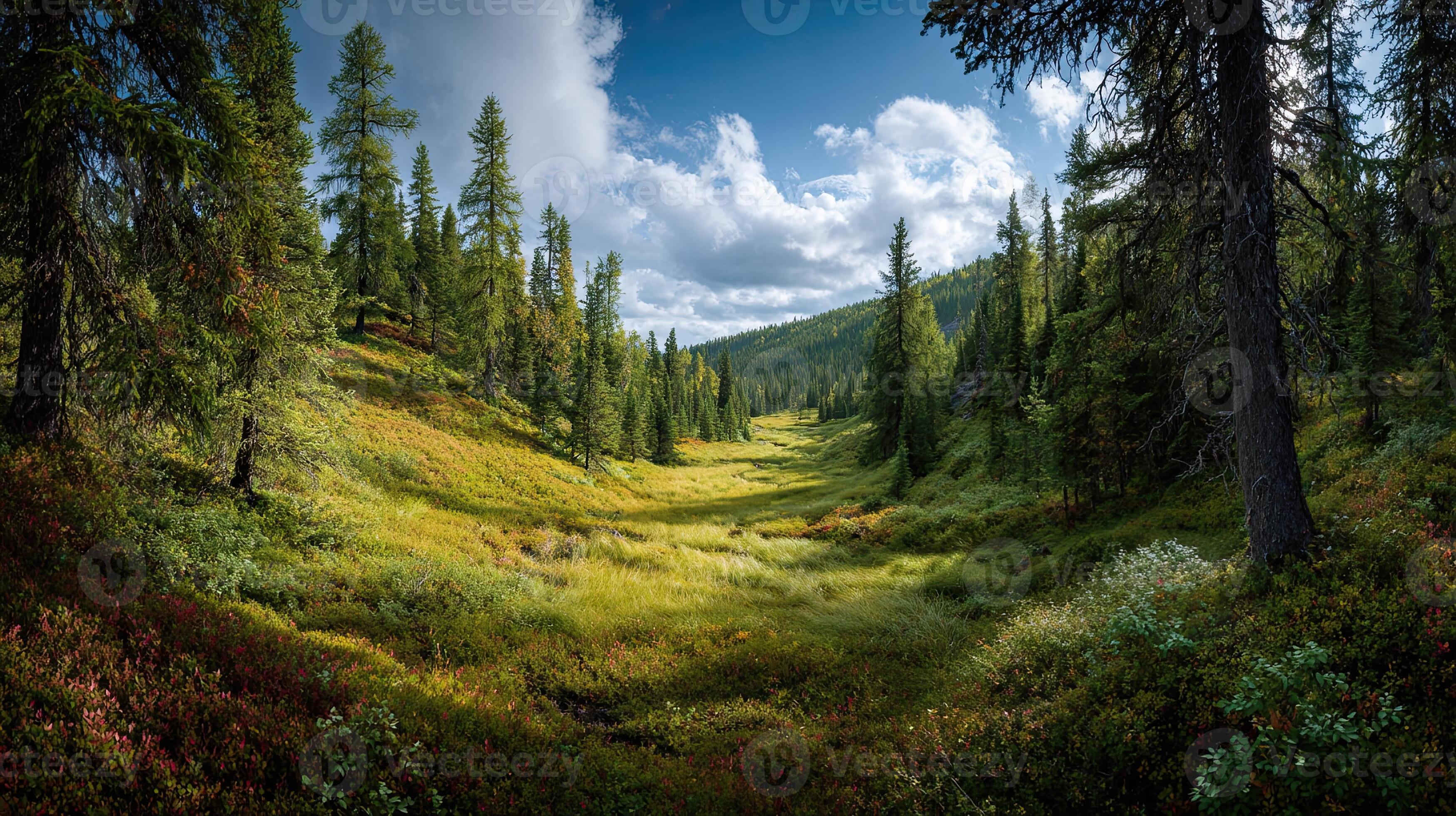 3497x1960 Landscape Siberian taiga siberian forest ridge panorama ground vegetation siberian summer