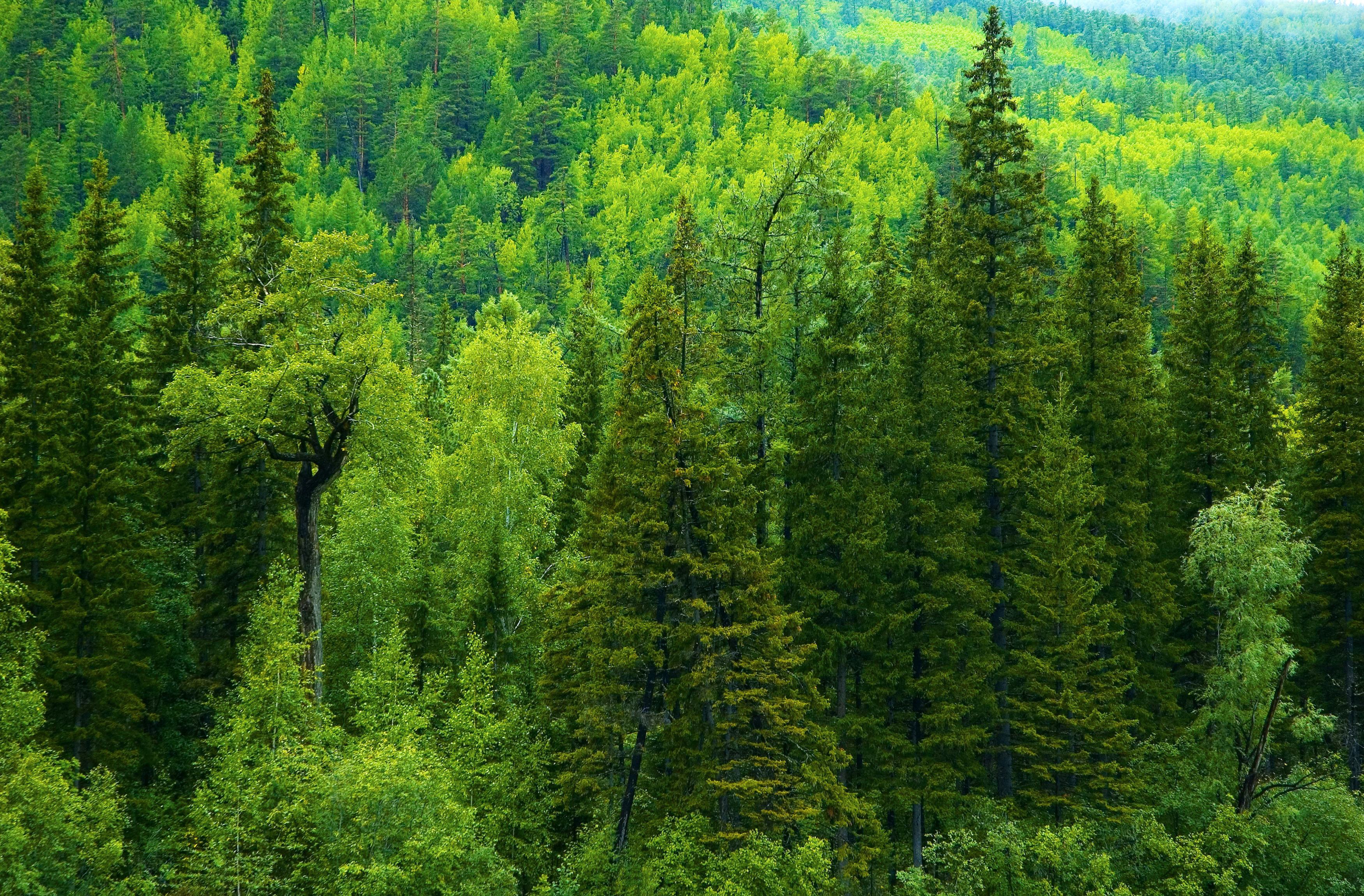 3500x2300 Wallpaper greens, forest, trees, ate, Russia, taiga for mobile and desktop, section природа, resolution 3500x2300