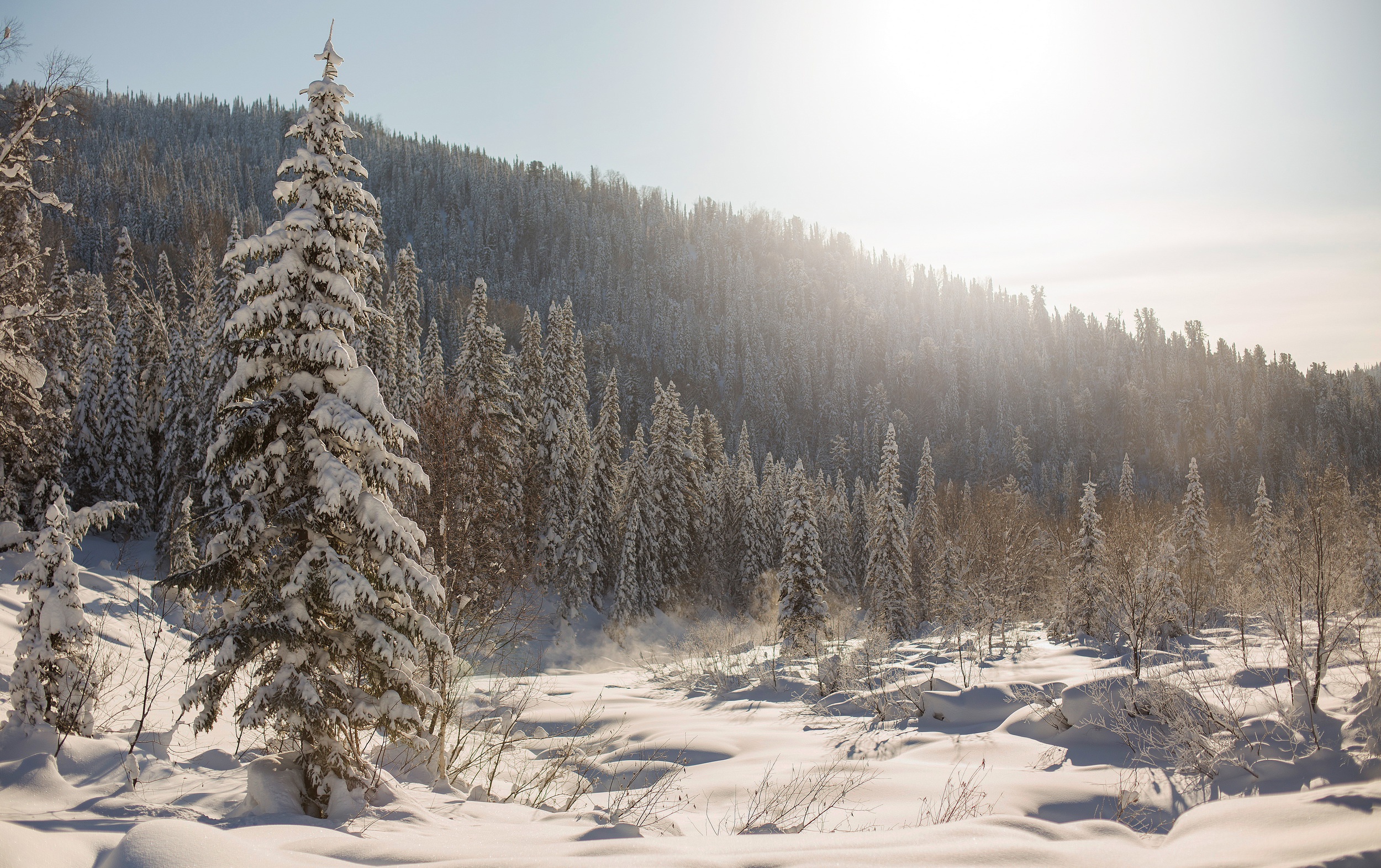 2500x1572 Wallpaper winter, forest, snow, trees, ate, the snow, Russia, taiga for mobile and desktop, section природа, resolution 2500x1572