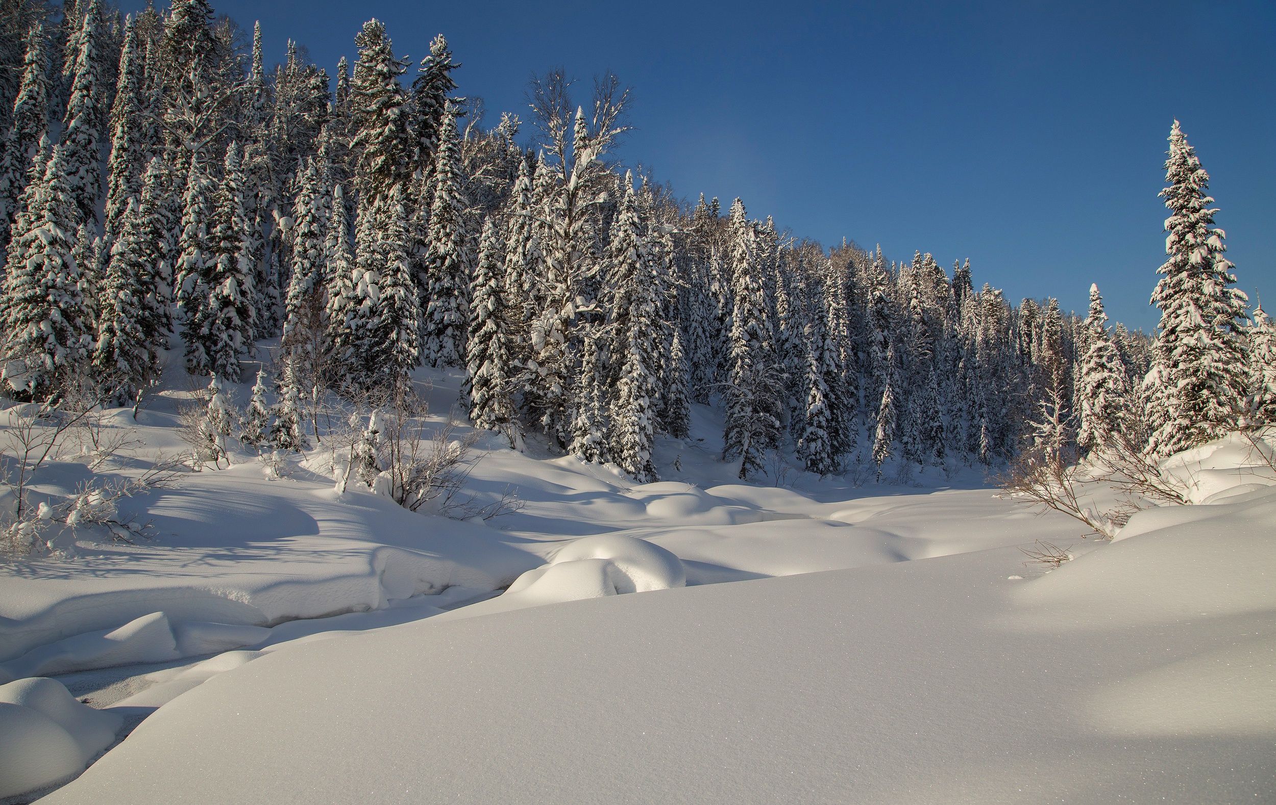 2500x1579 Wallpaper winter, forest, snow, trees, ate, the snow, Russia, taiga for mobile and desktop, section природа, resolution 2500x1579