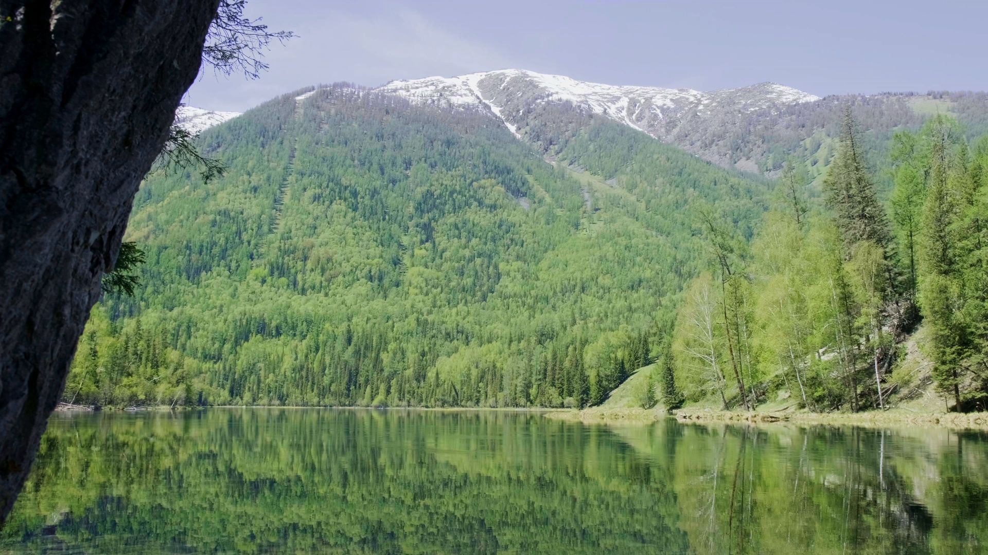 1920x1080 CGTN Nature: Altai Mountains Series. Episode 5: Taiga Forest