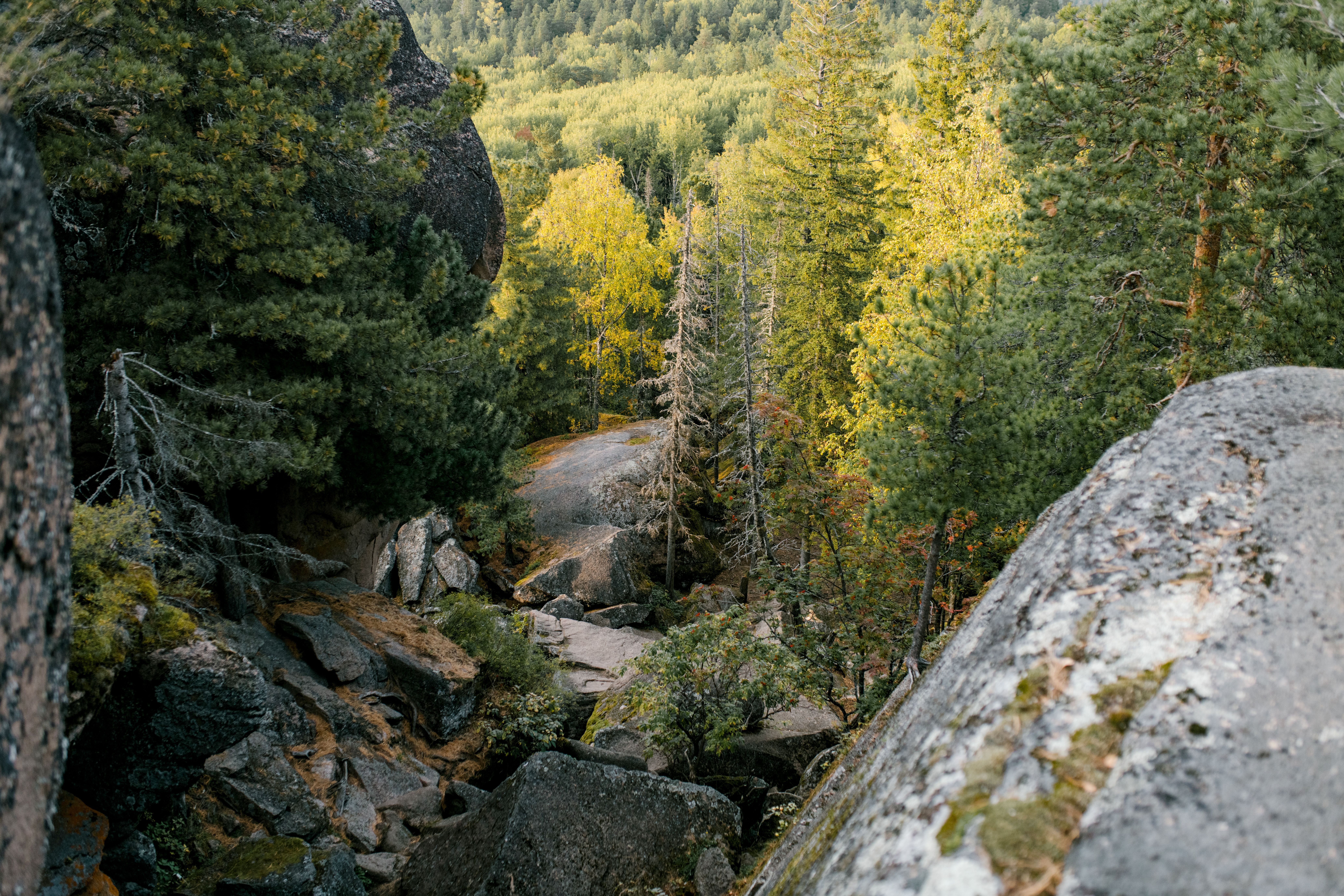 8256x5504 Taiga Photo, Download The BEST Free Taiga & HD Image