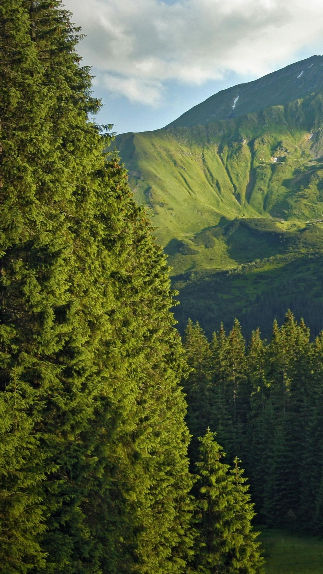 1080x1920 Taiga Wallpaper for Android Mobile Smartphone [Full HD]