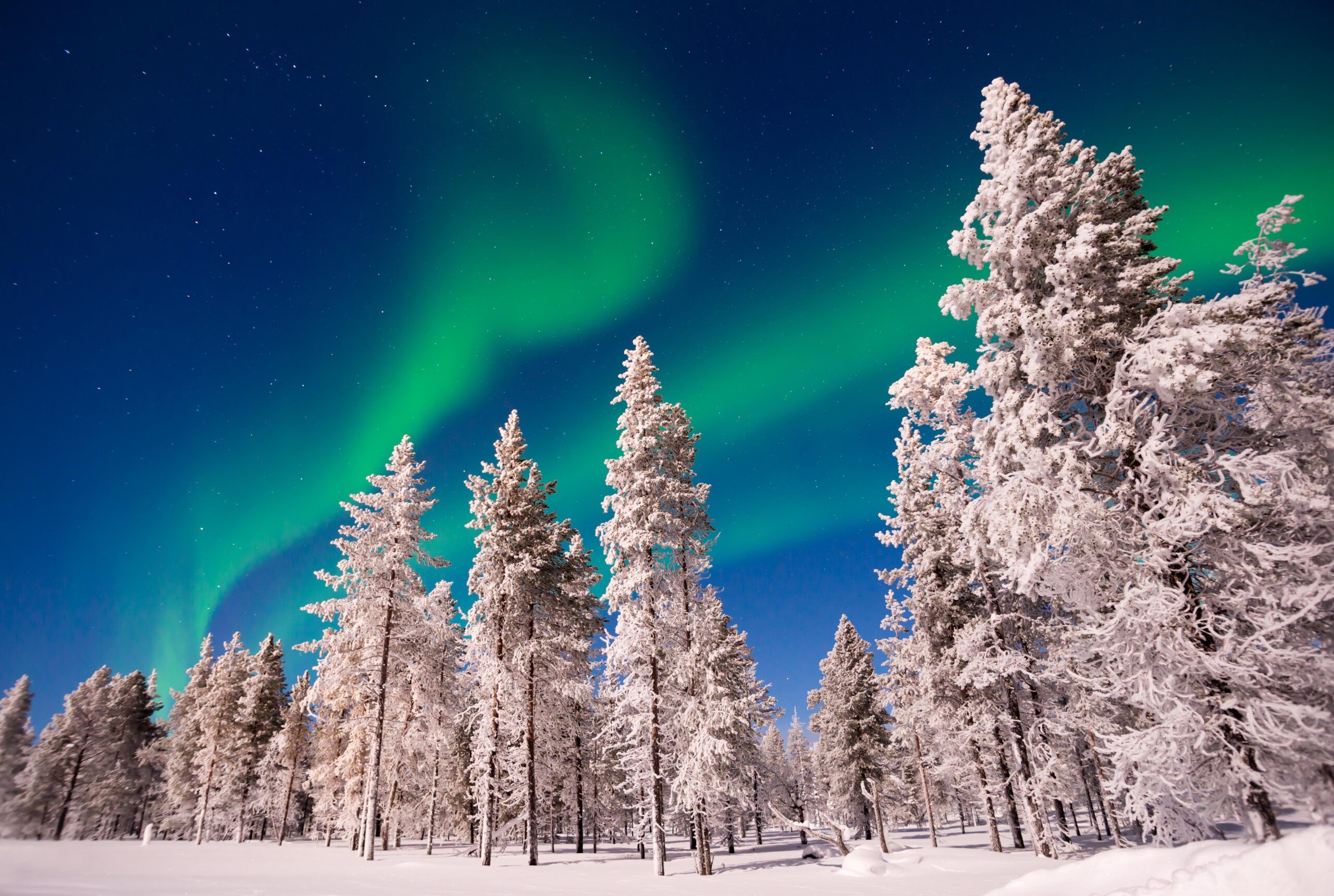 2560x1720 Santa Claus' Forest: The Taiga That Protects the Planet
