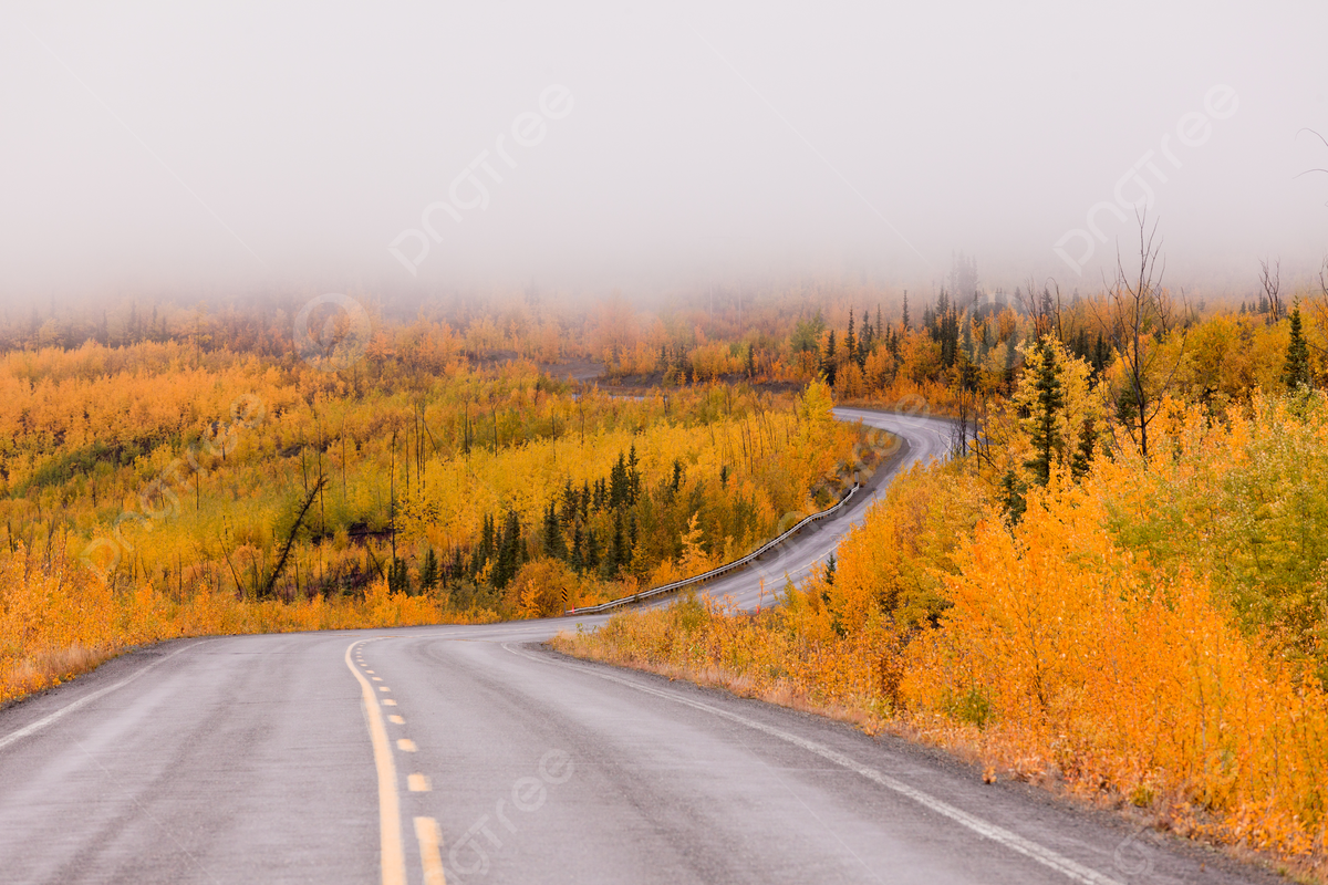 1200x800 Winding Golden Fall Taiga Road Yukon Canada Yukon Territory Boreal Forest Nobody Photo Background And Picture For Free Download