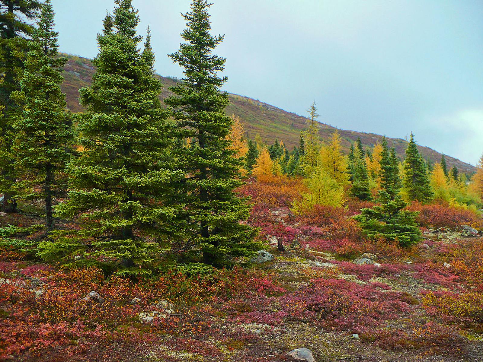 1600x1200 Eastern Canadian Shield Taiga