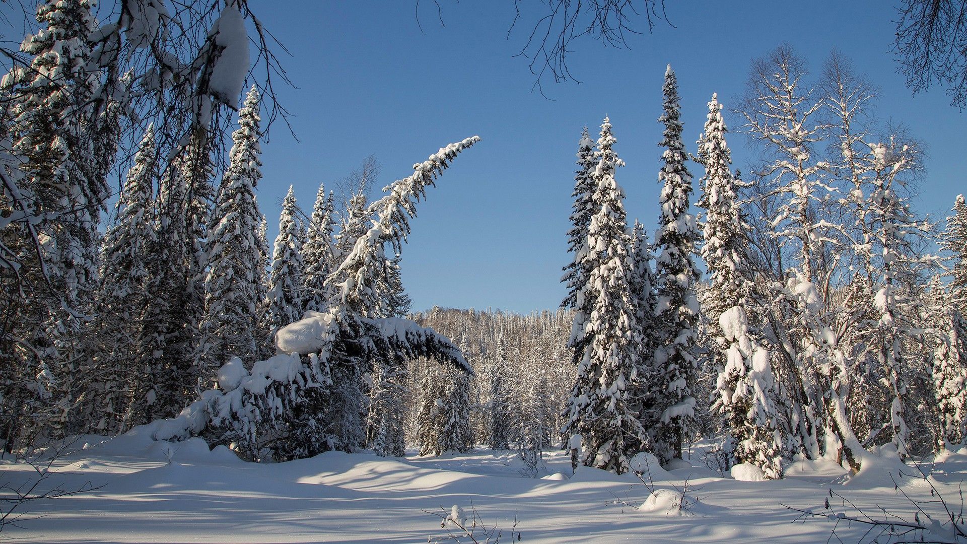 1920x1080 Forest With Snow Covered Trees During Winter With Blue Sky Background HD Nature Wallpaper