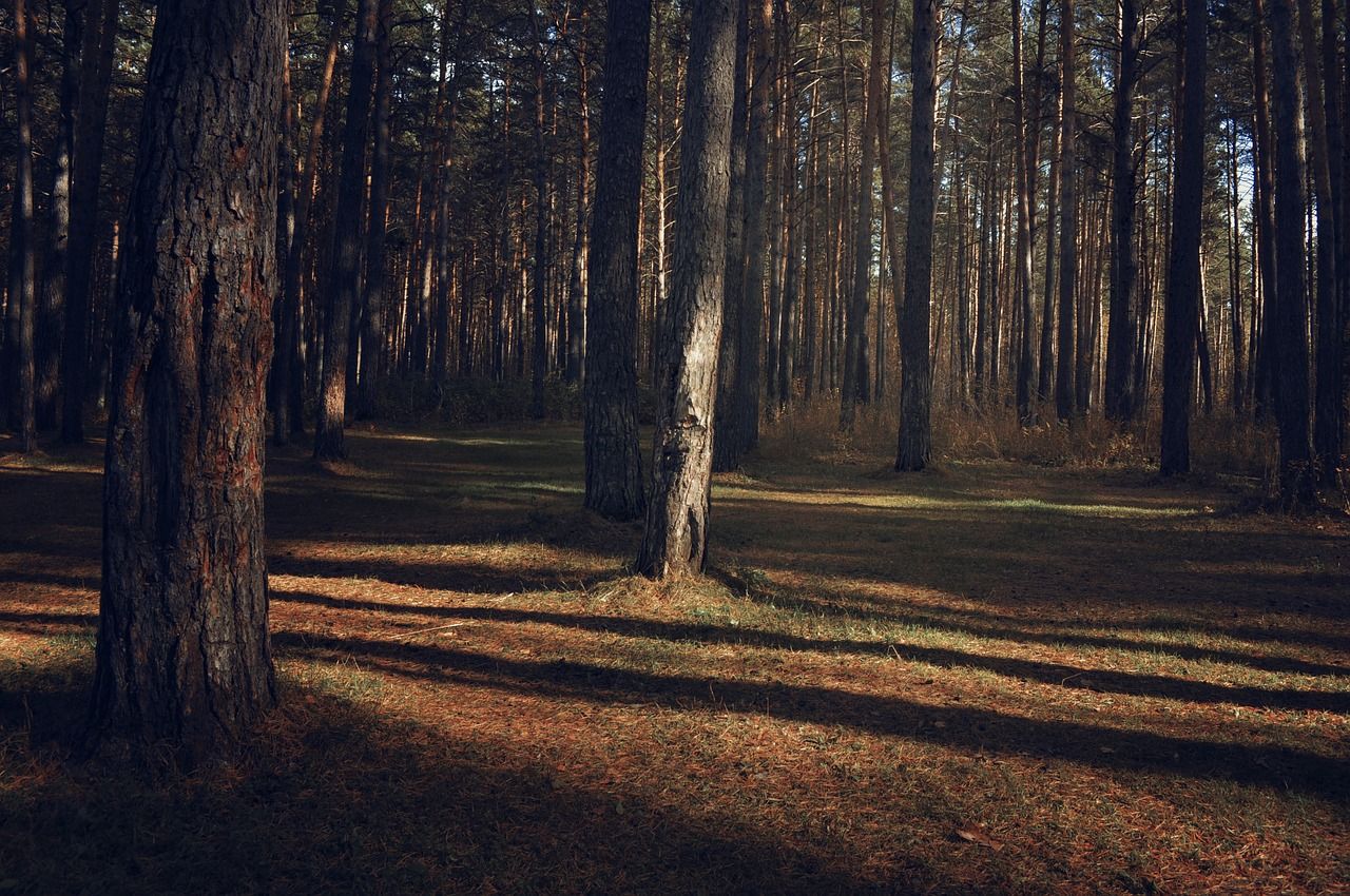 1280x850 Taiga, pines, nature, landscape, fall