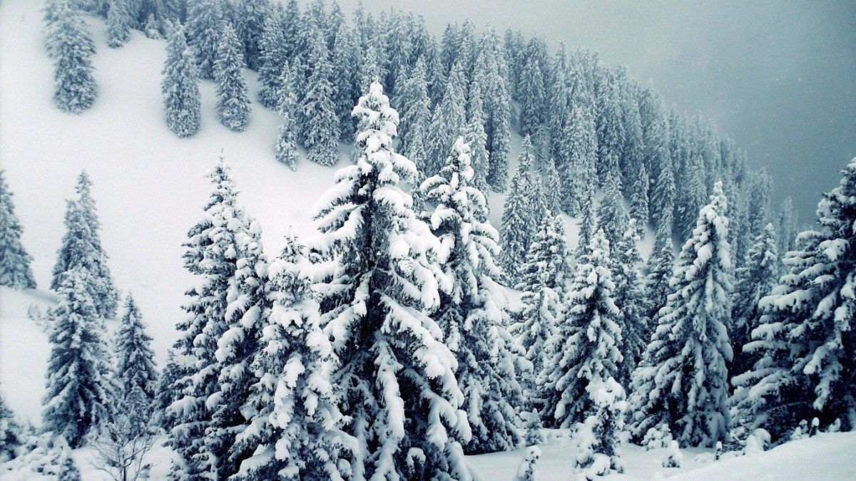 1200x675 TAIGA: THE LARGEST FOREST IN THE PLANET