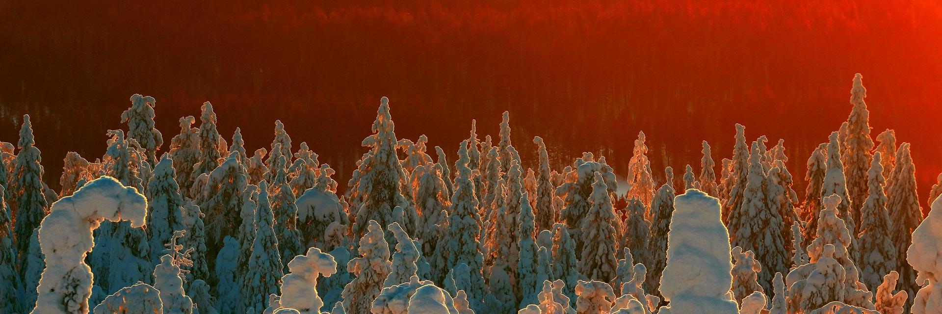 1920x640 Boreal Forests