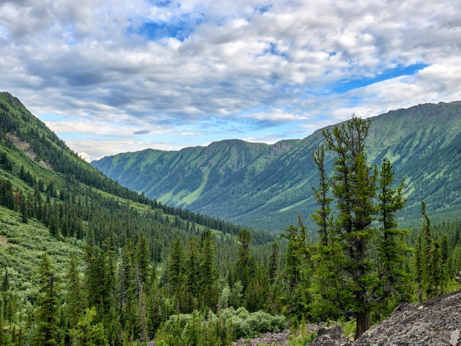 1600x1200 Types Of Plants In The Taiga Or Boreal Forest. Gardening Know How