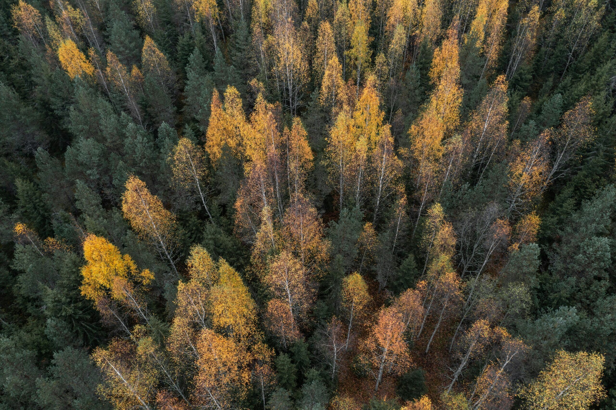 2560x1705 Taiga Forests Holidays 2026 2027. Magnetic North Travel