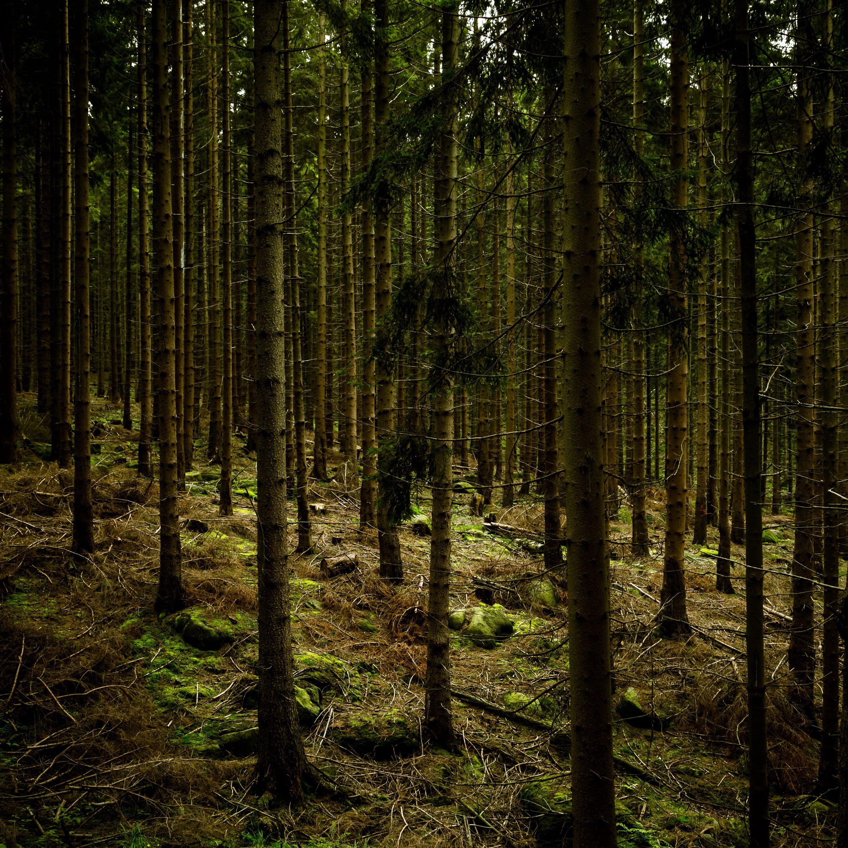 2780x2780 Download wallpaper 2780x2780 dark, forest, trees, gloomy ipad air, ipad air ipad ipad ipad mini ipad mini ipad mini ipad pro 9.7 for parallax HD background