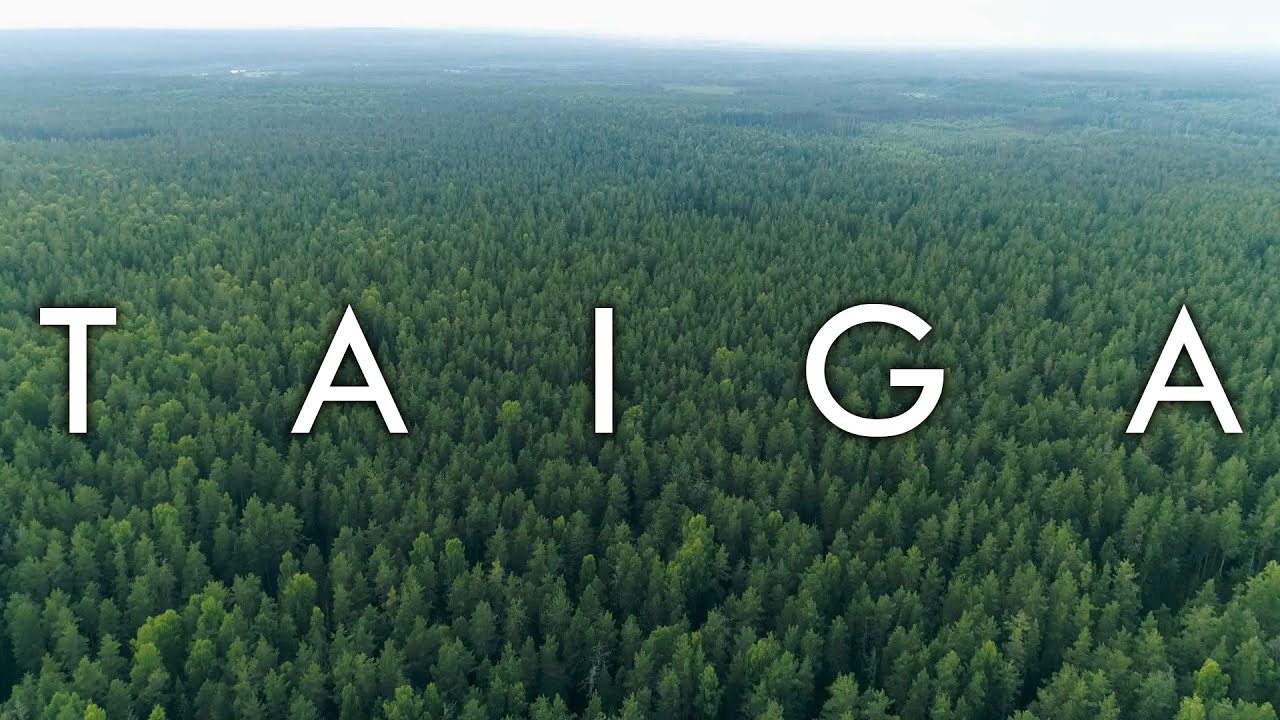 1280x720 The Taiga Biome (Boreal Forest)