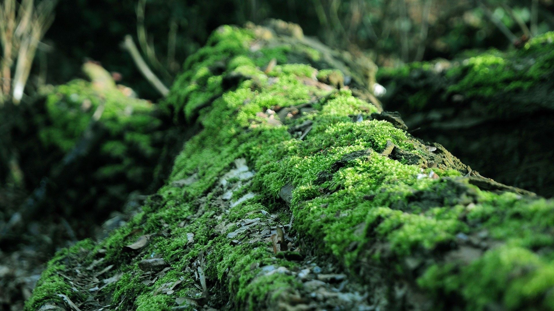 1920x1080 moss, Forest, Dead Trees, Nature, Blurred, Life Wallpaper HD / Desktop and Mobile Background