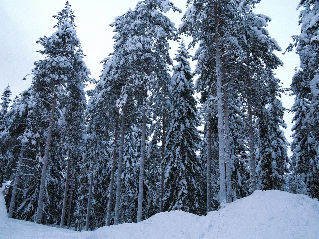 1024x768 Taiga forests are surrounding Rovaniemi, Finland