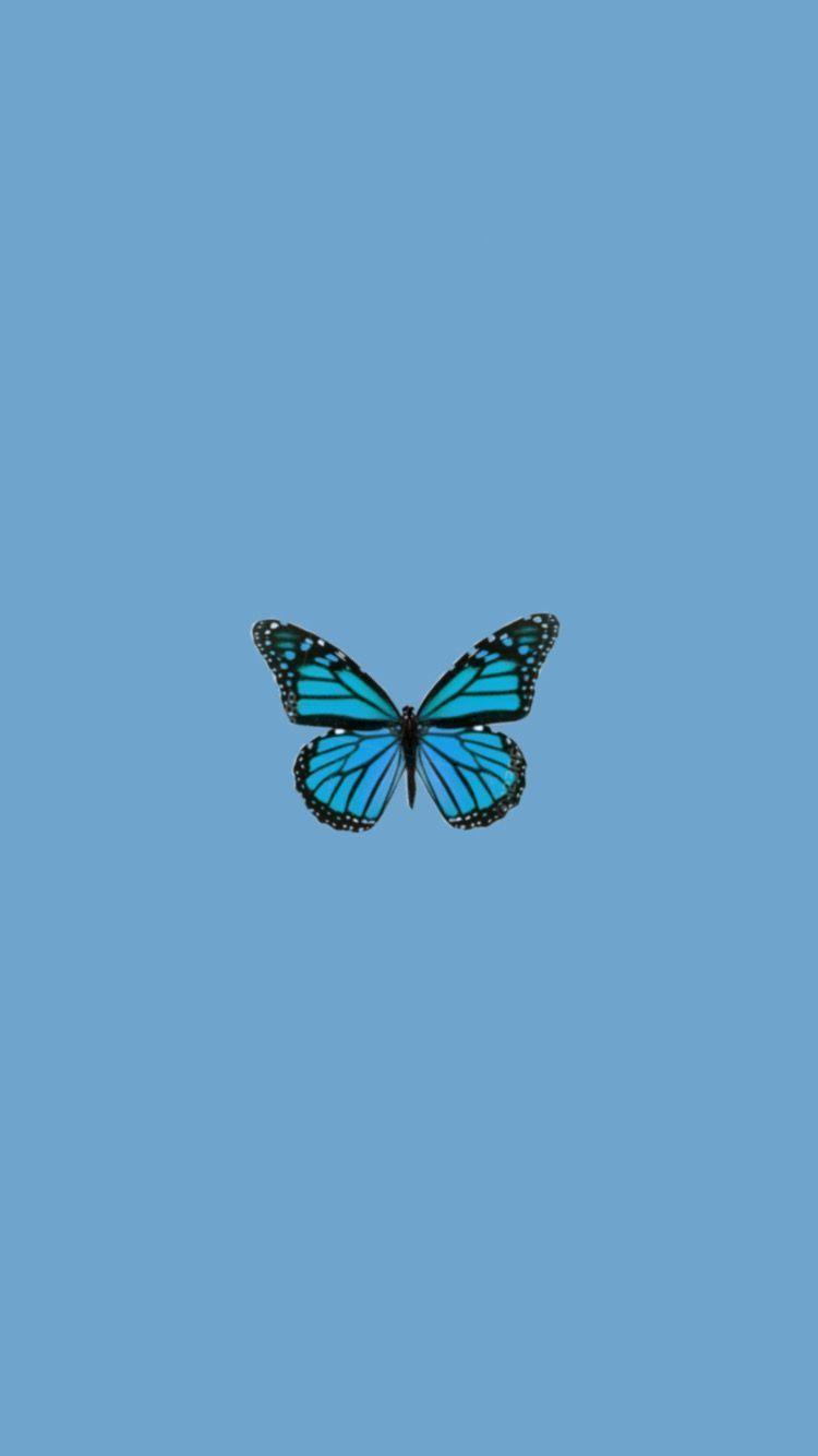 Blue Butterfly Aesthetic Wallpapers - Top Free Blue Butterfly Aesthetic  Backgrounds - WallpaperAccess